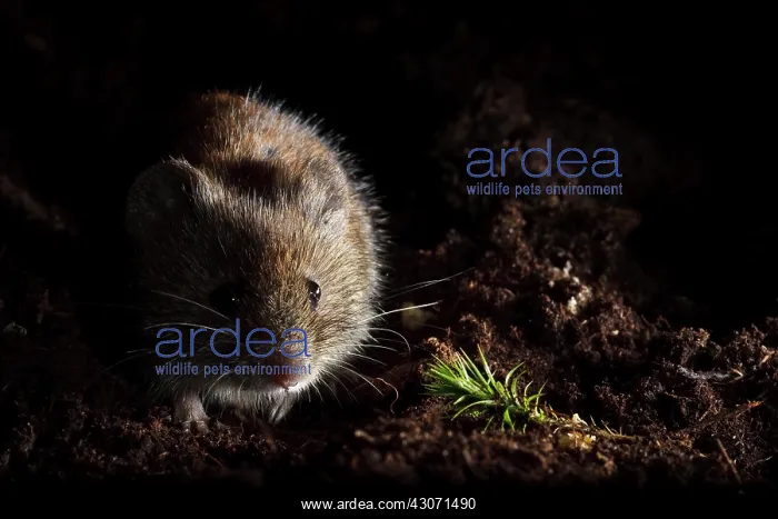 : Bank Vole (Myodes glareolus) sitting on soil at night : Bank Vole (Myodes glareolus) sitting on soil at night