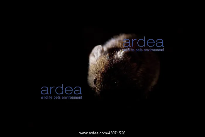 : Bank Vole (Myodes glareolus) at night : Bank Vole (Myodes glareolus) at night