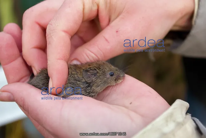 : Bank Vole (Myodes glareolus) captured for research : Bank Vole (Myodes glareolus) captured for research