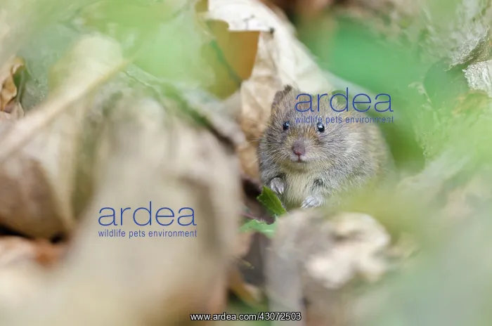 : Bank Vole (Myodes glareolus) sitting between autumn leafs on forest floor : Bank Vole (Myodes glareolus) sitting between autumn leafs on forest floor
