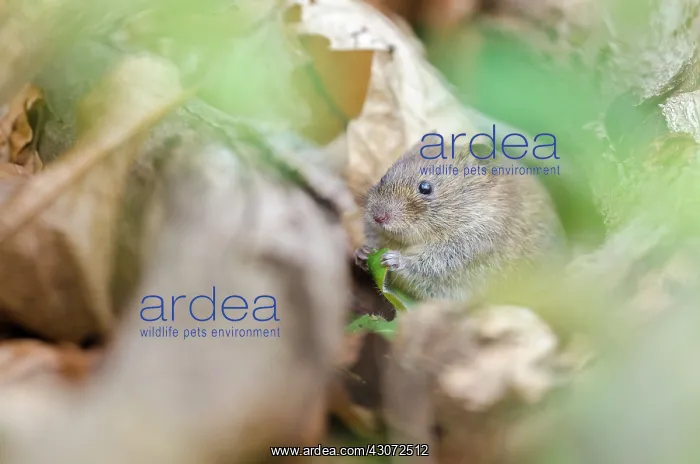 : Bank Vole (Myodes glareolus) foraging between autumn leafs on forest floor : Bank Vole (Myodes glareolus) foraging between autumn leafs on forest floor