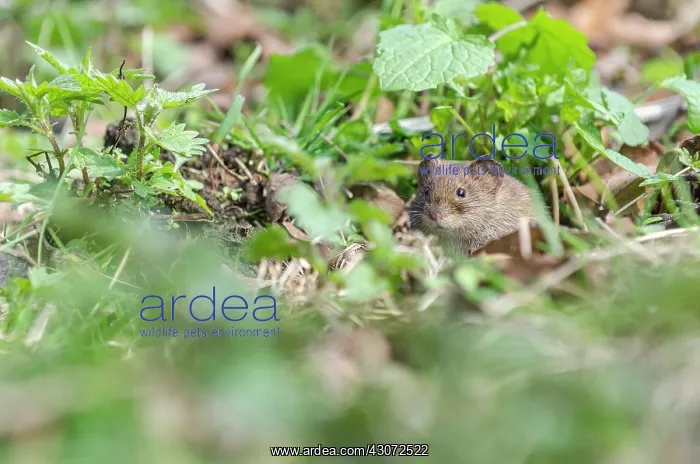 : Bank Vole (Myodes glareolus) resting on forest floor : Bank Vole (Myodes glareolus) resting on forest floor