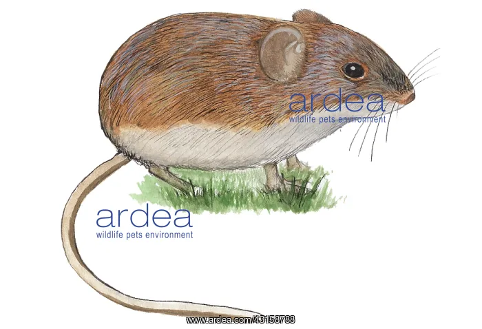 : Bank Vole. Illustration of a Bank Vole (Myodes glareolus) sitting in the grass : Bank Vole. Illustration of a Bank Vole (Myodes glareolus) sitting in the grass