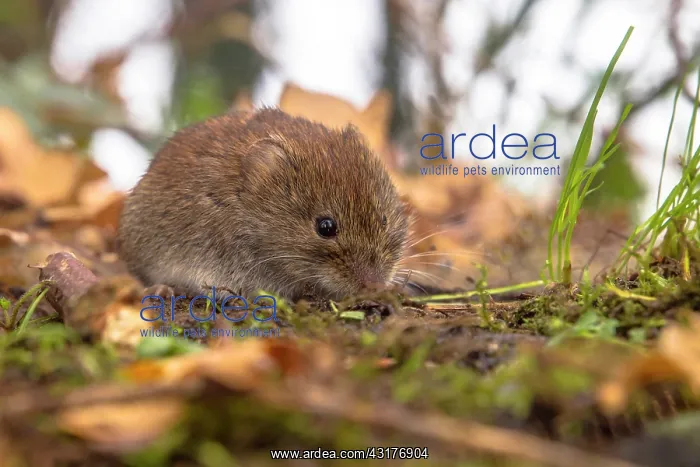  : Bank Vole (Myodes glareolus) resting in leaf litter on the forest floor