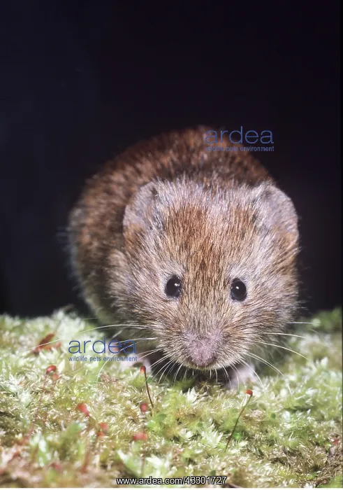 : BANK VOLE : BANK VOLE