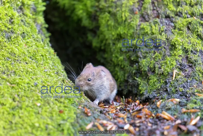 : Bank Vole - adult on a mossy log - Germany : Bank Vole - adult on a mossy log - Germany