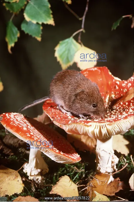 : BANK VOLE - on Amanita gauscaria fungi : BANK VOLE - on Amanita gauscaria fungi