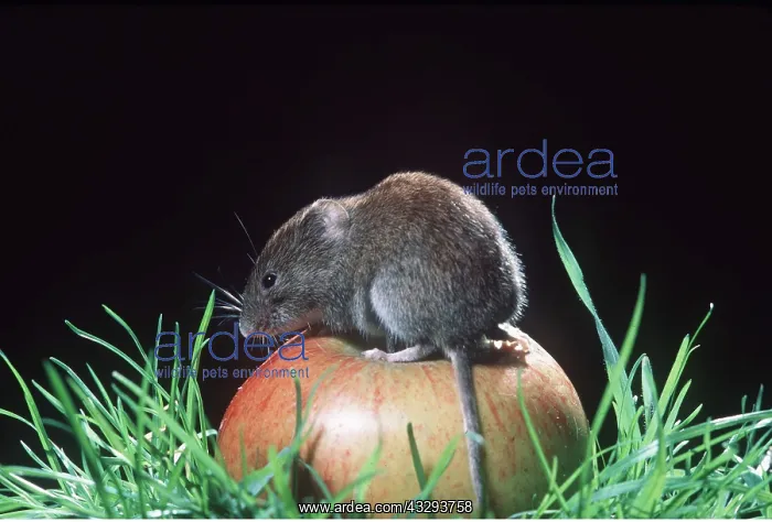 : BANK VOLE - on apple : BANK VOLE - on apple