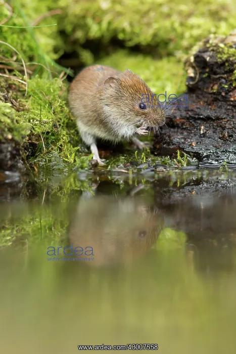 : Bank Vole coming down to woodland pool for a drink : Bank Vole coming down to woodland pool for a drink