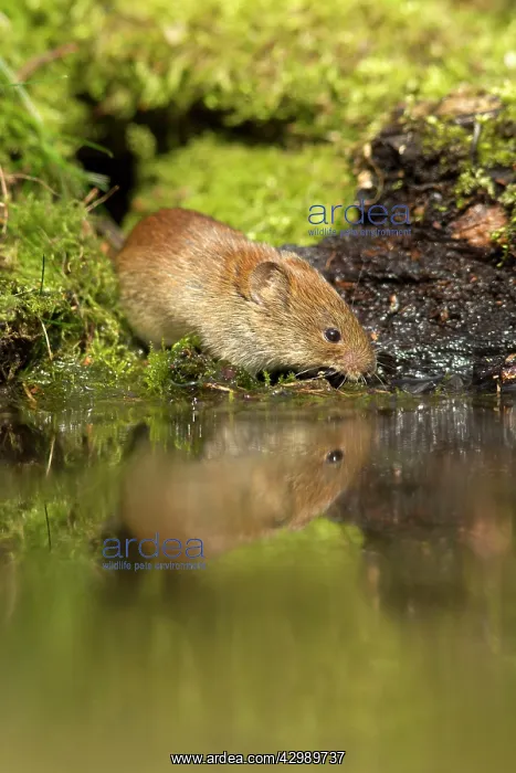 : Bank Vole - coming down to woodland pool for a drink - April : Bank Vole - coming down to woodland pool for a drink - April