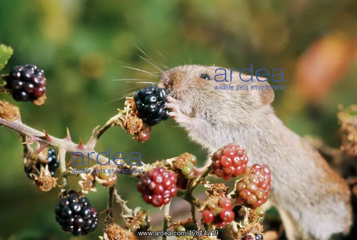 : Bank Vole - eating blackberries : Bank Vole - eating blackberries