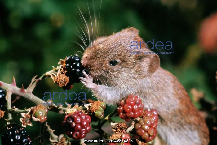 : Bank Vole - feeding on blackberries : Bank Vole - feeding on blackberries