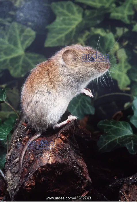 : BANK VOLE - up in hind paws : BANK VOLE - up in hind paws