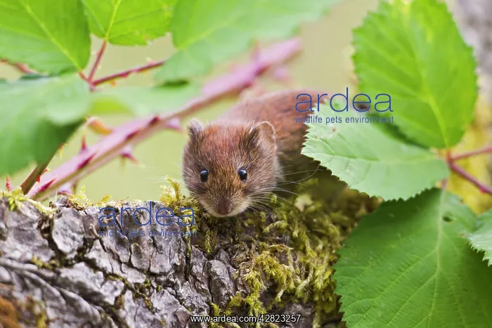 : Bank Vole - on log : Bank Vole - on log