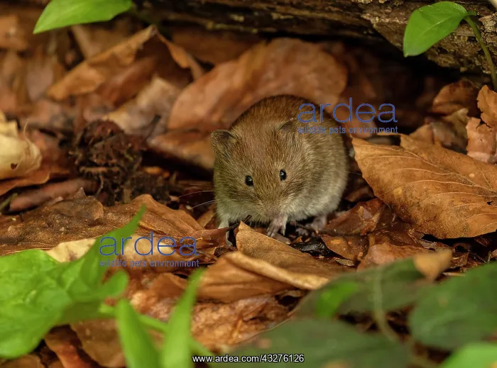 : Bank vole, Myodes glareolus, active in spring in : Bank vole, Myodes glareolus, active in spring in