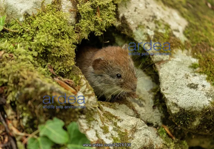 : Bank vole, Myodes glareolus, active in spring in : Bank vole, Myodes glareolus, active in spring in