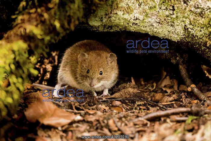 : Bank vole (Myodes glareolus) looking out from under : Bank vole (Myodes glareolus) looking out from under