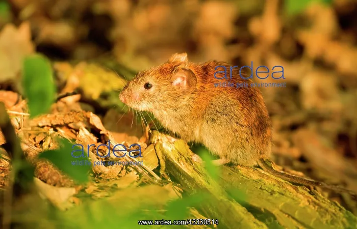 : Bank vole (Myodes glareolus) sits on forest ground : Bank vole (Myodes glareolus) sits on forest ground