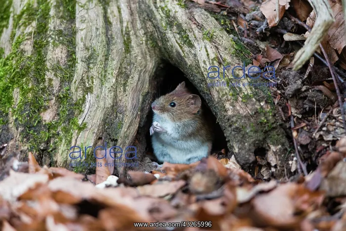 : Bank Vole, sitting in entrance to its den, in a : Bank Vole, sitting in entrance to its den, in a