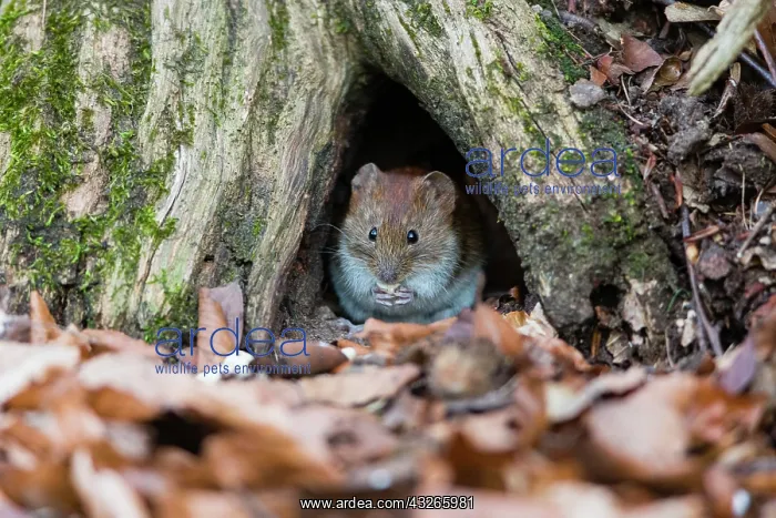 : Bank Vole, sitting in entrance to its den in a tree : Bank Vole, sitting in entrance to its den in a tree