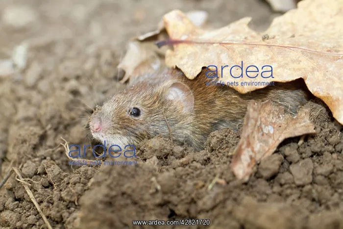 : Bank Vole - in soil : Bank Vole - in soil
