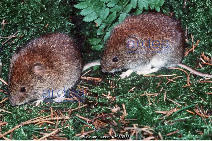 : BANK VOLE - x two : BANK VOLE - x two