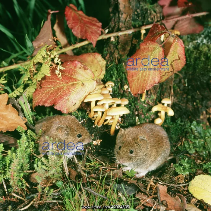  : BANK VOLES BY FUNGI