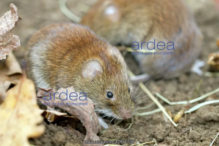 : Bank Voles - on soil : Bank Voles - on soil