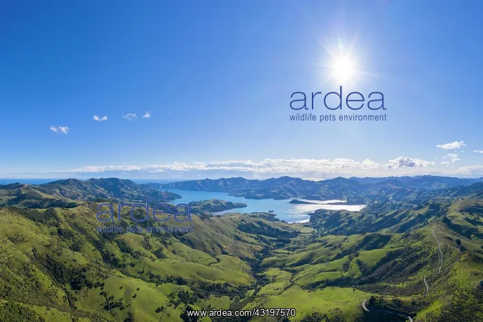 : Banks Peninsula overlooking Akaroa, near Christchurch : Banks Peninsula overlooking Akaroa, near Christchurch