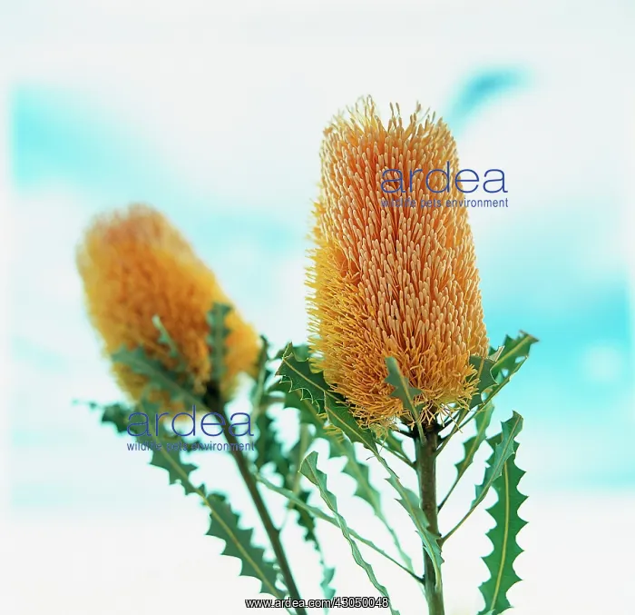: Banksia, Ashby's banksia : Banksia, Ashby's banksia