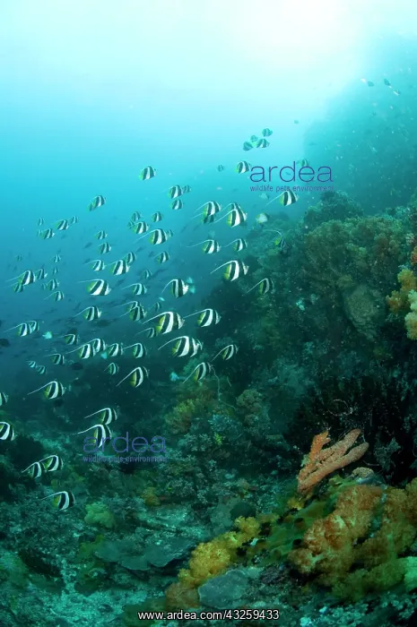  : Bannerfish Schooling over reef