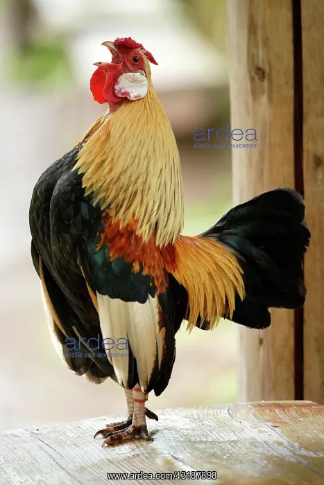 : Bantam, bantam (Gallus gallus f. domestica) cock : Bantam, bantam (Gallus gallus f. domestica) cock