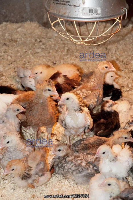  : Bantam Chicks - under heating lamp