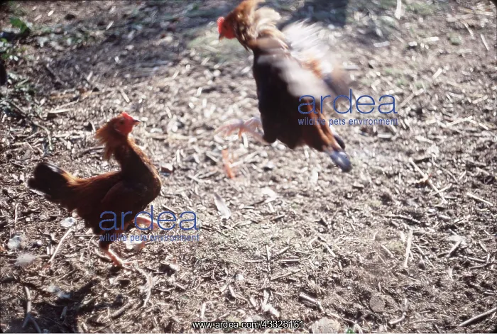 : BANTAM COCKS - young, fighting : BANTAM COCKS - young, fighting