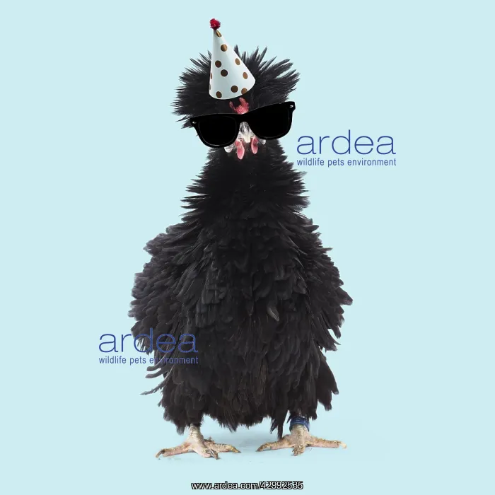 : Bantam Lyonnaise Chicken - Black and frizzled : Bantam Lyonnaise Chicken - Black and frizzled