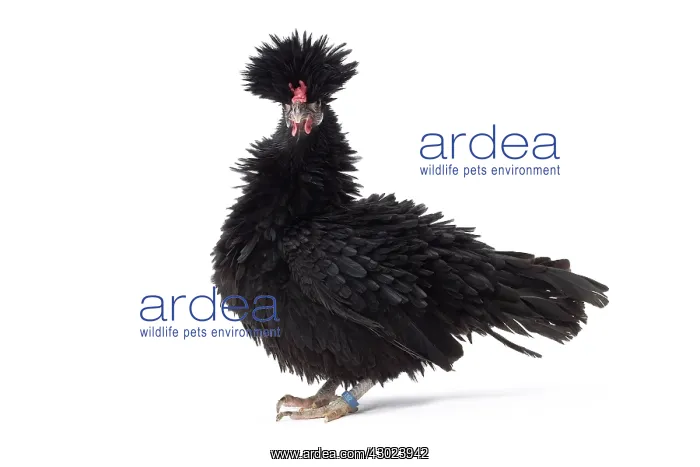 : Bantam Lyonnaise Chicken Black and frizzled plumage : Bantam Lyonnaise Chicken Black and frizzled plumage