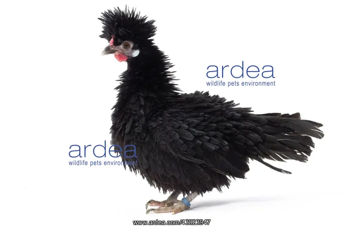 : Bantam Lyonnaise Chicken Black and frizzled plumage : Bantam Lyonnaise Chicken Black and frizzled plumage