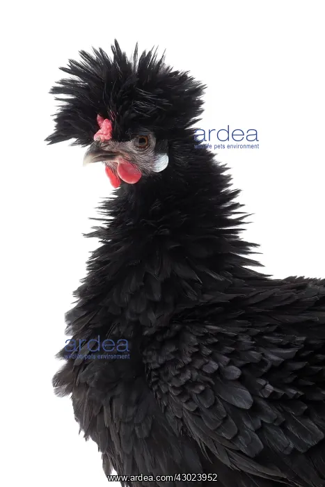 : Bantam Lyonnaise Chicken Black and frizzled plumage : Bantam Lyonnaise Chicken Black and frizzled plumage