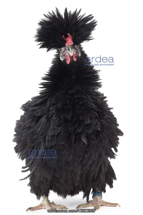 : Bantam Lyonnaise Chicken Black and frizzled plumage : Bantam Lyonnaise Chicken Black and frizzled plumage