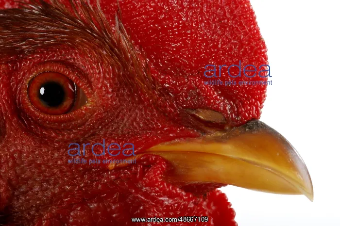 : Bantam rooster, Welsumer bantam, rust partridge, cock : Bantam rooster, Welsumer bantam, rust partridge, cock