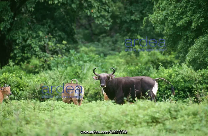  : Banteng (Bos javanicus). Indonesia