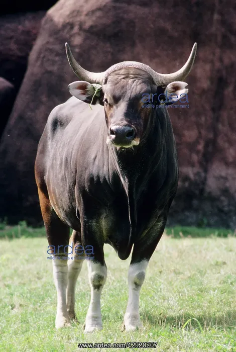 : BANTENG - HEAD ON : BANTENG - HEAD ON