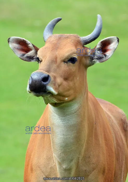 : Banteng, young femasle. South east Asia, wild and : Banteng, young femasle. South east Asia, wild and