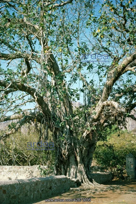  : Banyan Tree
