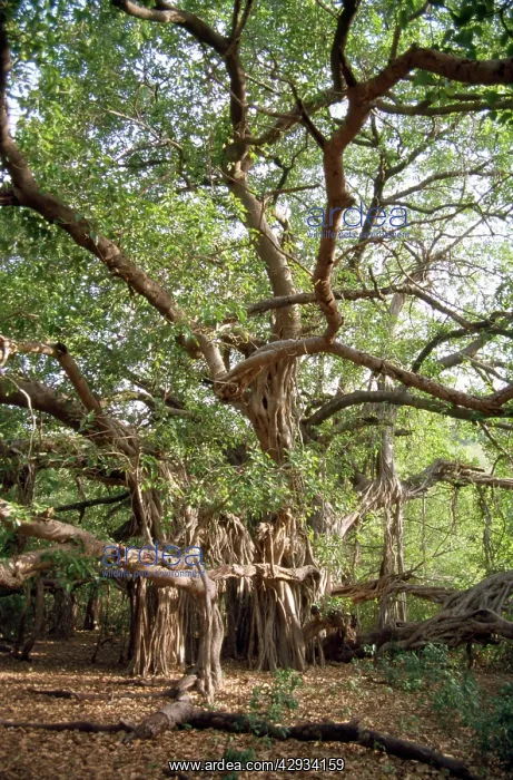 : Banyan Tree : Banyan Tree