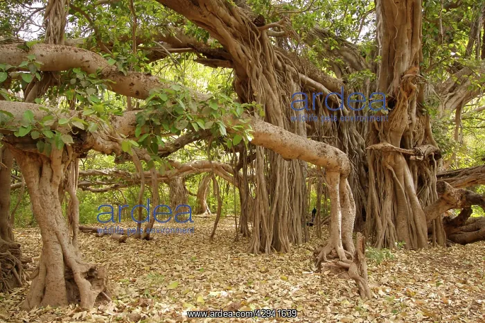 : Banyan tree - One of India's largest banyan trees : Banyan tree - One of India's largest banyan trees