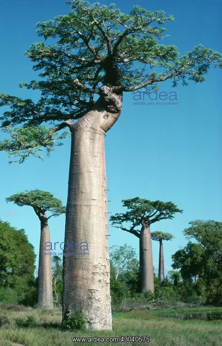 : Baobab, Adansonia digitata : Baobab, Adansonia digitata