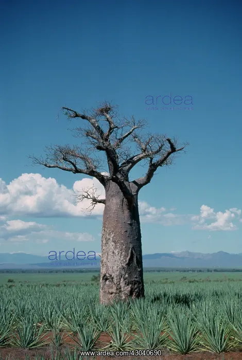 : Baobab, Adansonia digitata : Baobab, Adansonia digitata