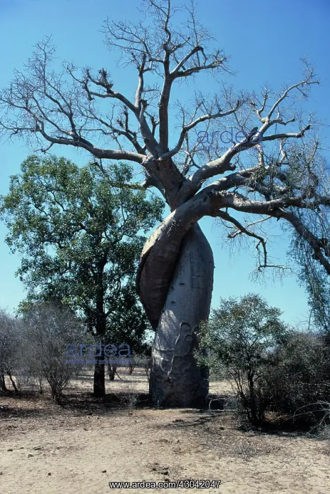 : Baobab, Adansonia digitata : Baobab, Adansonia digitata