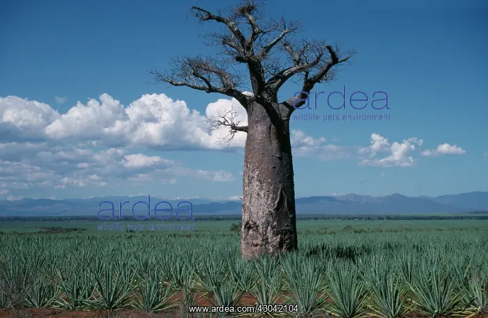 : Baobab, Adansonia digitata : Baobab, Adansonia digitata